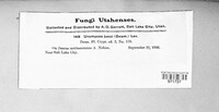 Uromyces junci image